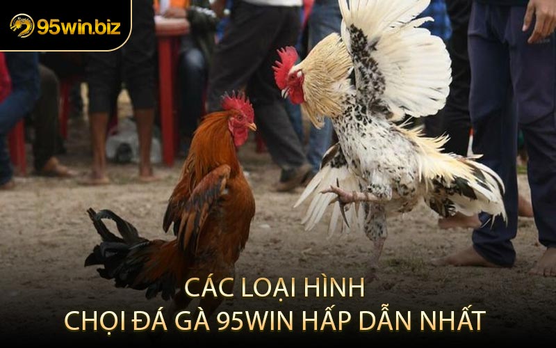 Các Loại Hình Chọi Đá Gà 95win Hấp Dẫn Nhất
