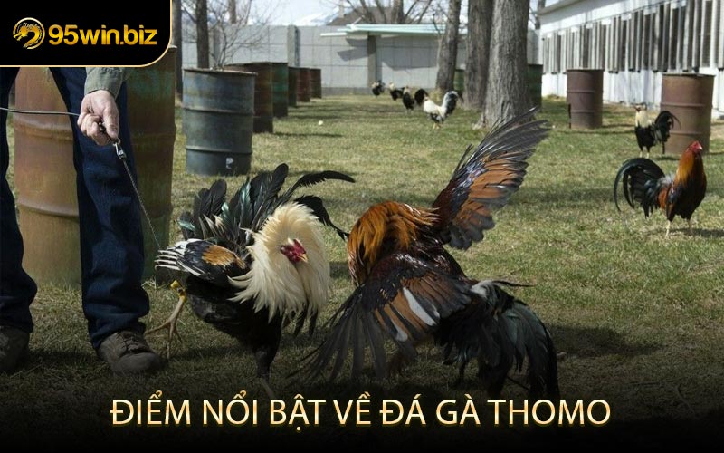 Điểm Nổi Bật Về Đá Gà Thomo