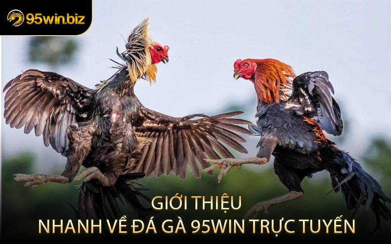 Giới Thiệu Nhanh Về Đá Gà 95win Trực Tuyến
