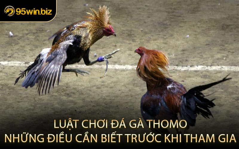 Luật Chơi Đá Gà Thomo Những Điều Cần Biết Trước Khi Tham Gia