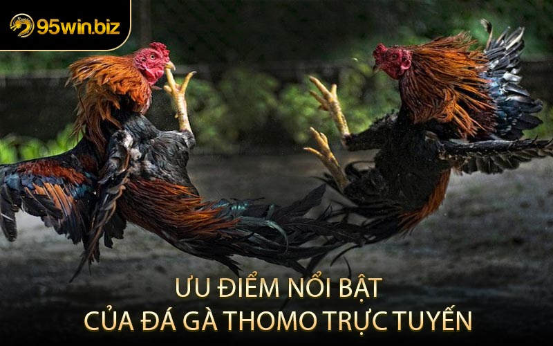 Ưu Điểm Nổi Bật Của Đá Gà Thomo Trực Tuyến