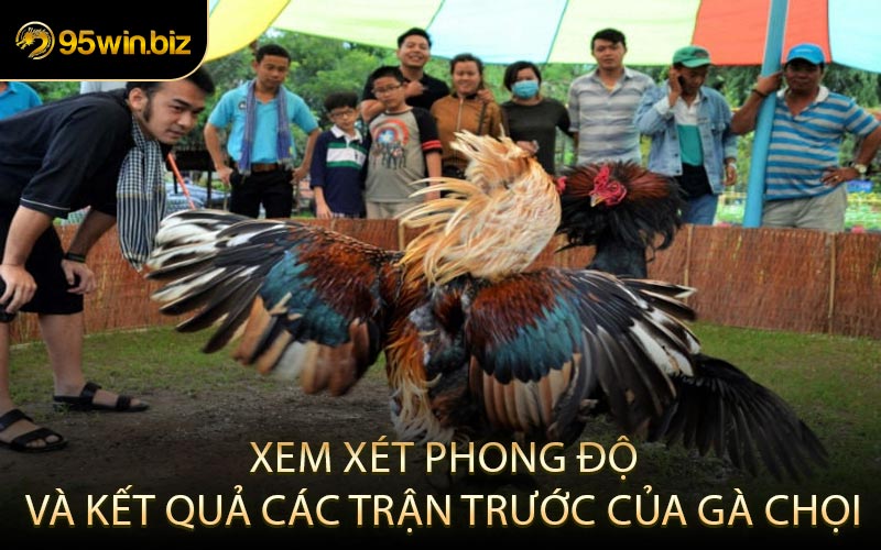 Xem xét phong độ và kết quả các trận trước của gà chọi